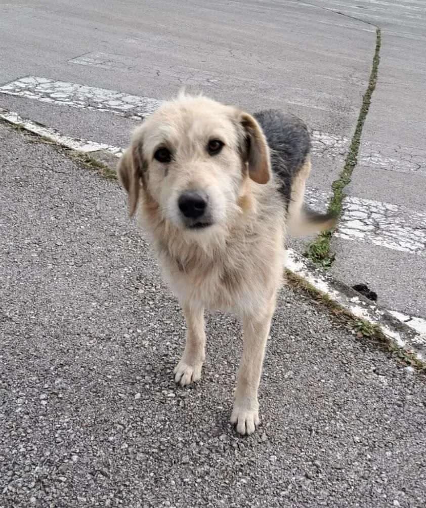 Robbie ♂ 2 jaar/ topper, male young Mixed Breed for adoption at stichting Idemo
