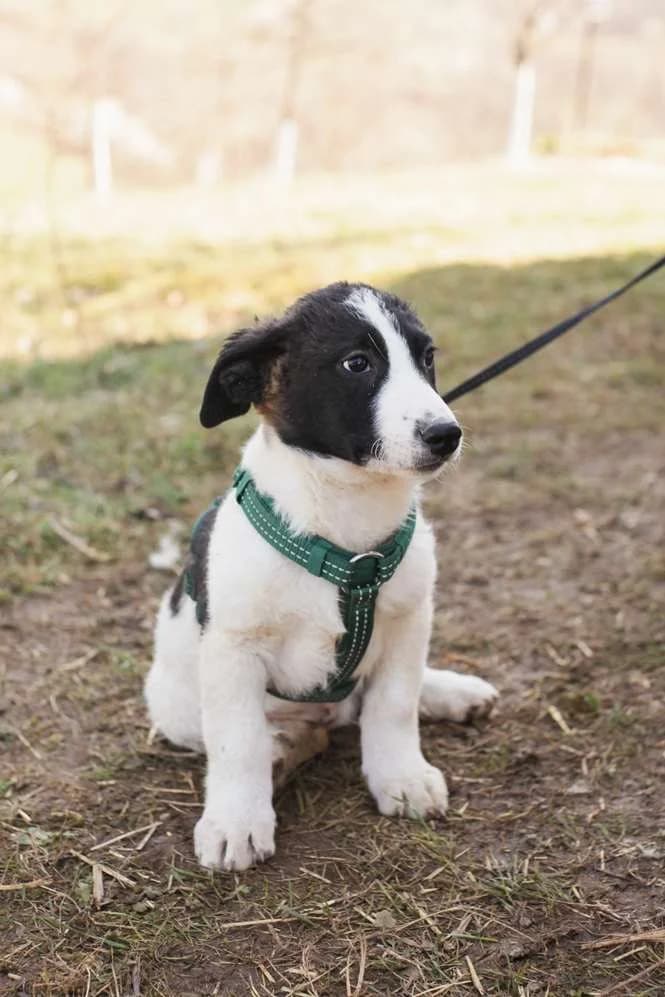 Snoopy ♂ 9 mnd, 7yo Mixed Breed for adoption at stichting Idemo