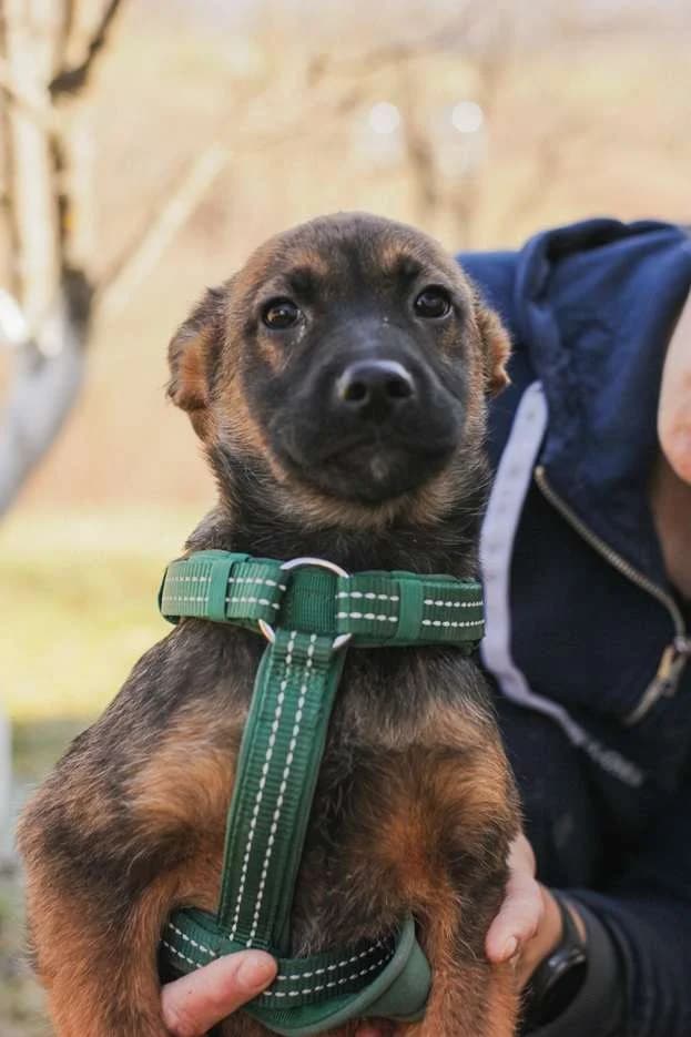 Besim ♂ 6 mnd, young Mixed Breed for adoption at stichting Idemo