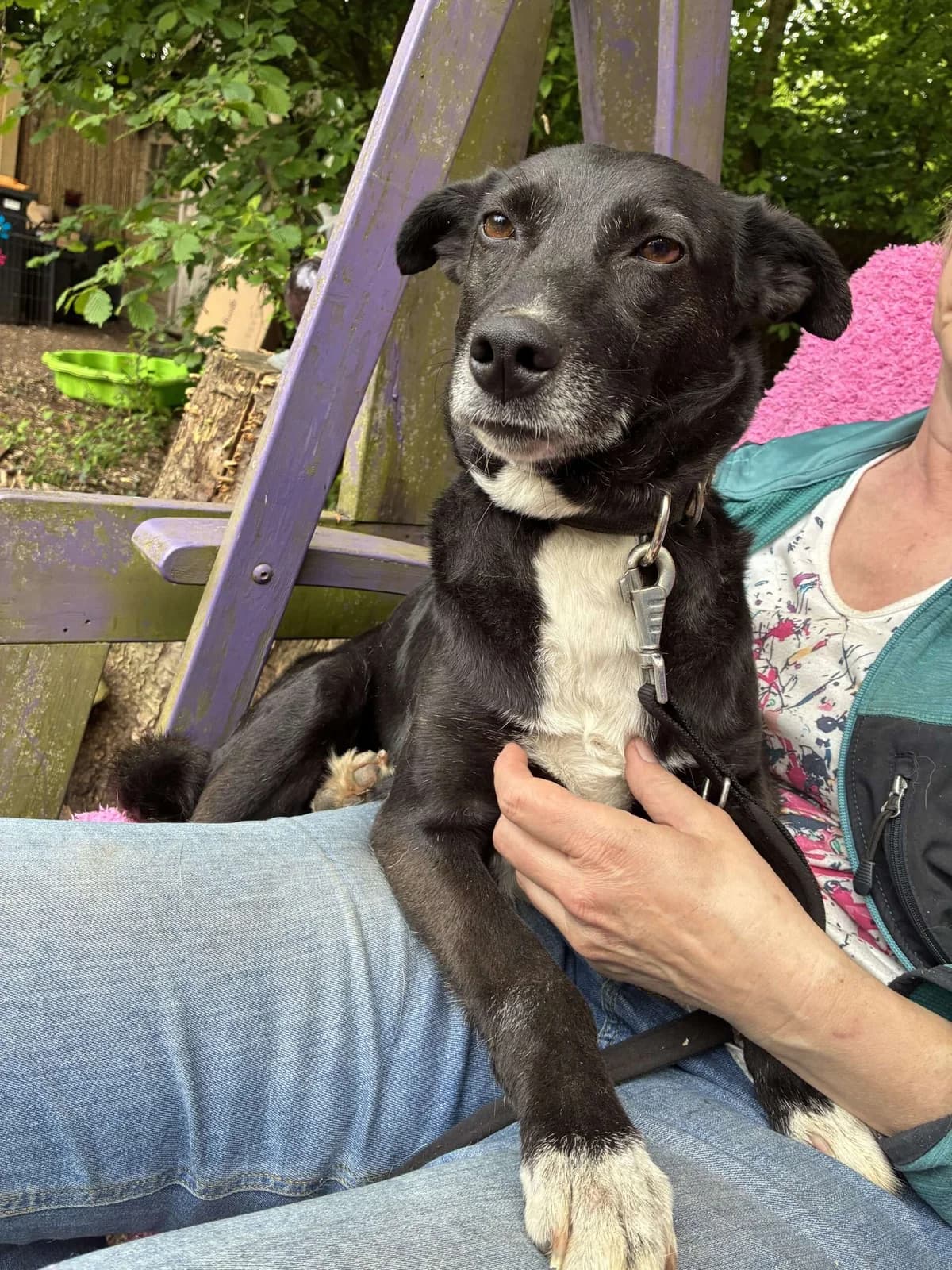 Helga ♀ 6 jaar, 6yo Mixed Breed for adoption at stichting Idemo
