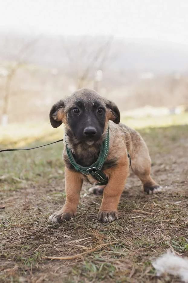 Aurelia ♀ 6 mnd, 7yo Mixed Breed for adoption at stichting Idemo