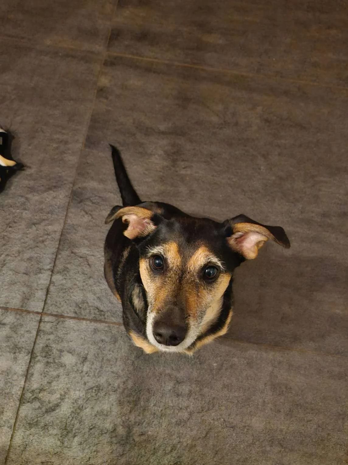 Snuffel ♀ 6 jaar, 6yo Mixed Breed for adoption at stichting Idemo