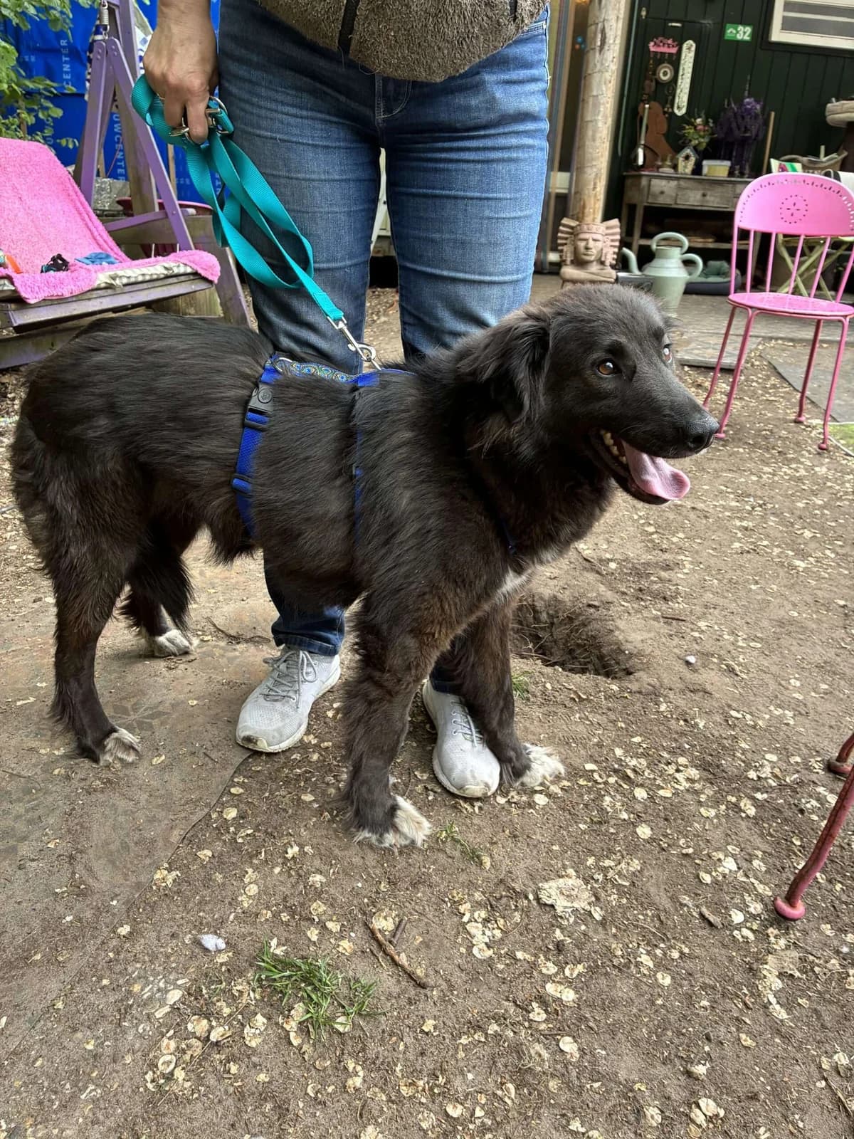 Susi ♀ 2 jaar, young Mixed Breed for adoption at stichting Idemo