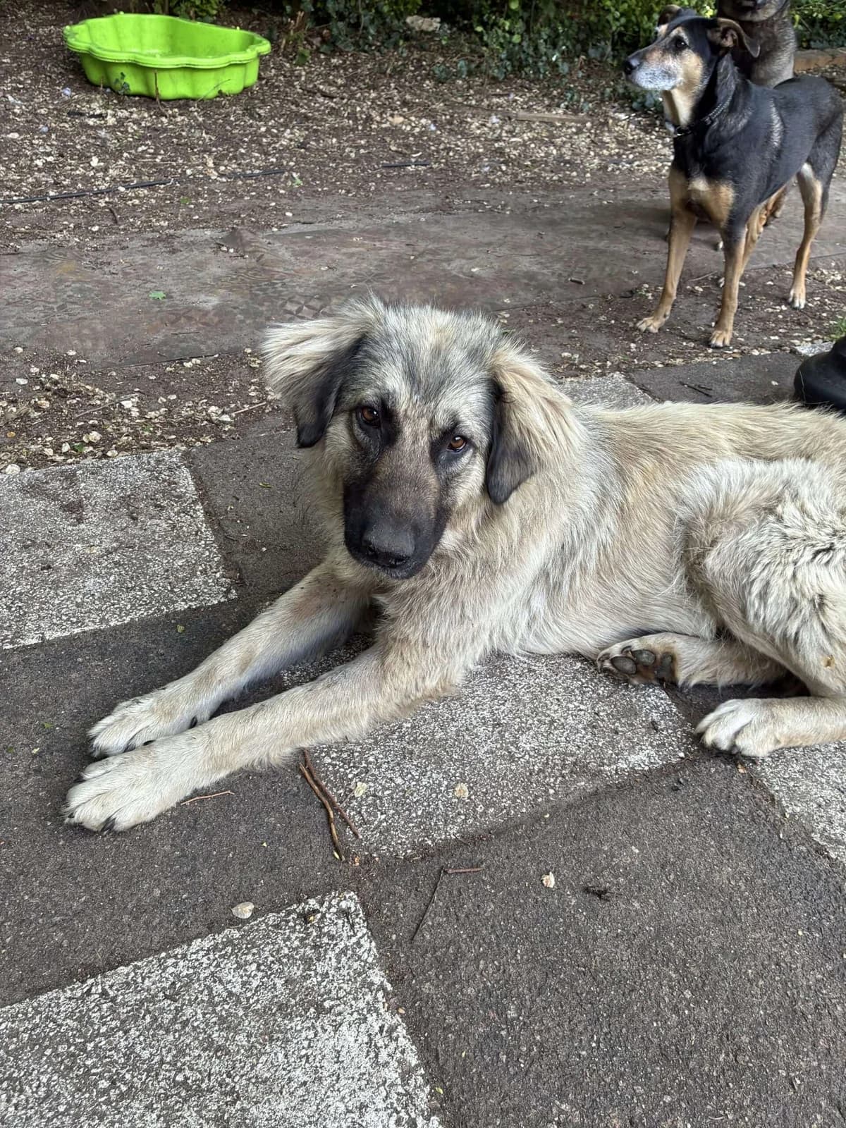 Bellina ♀ 1 jaar, young Mixed Breed for adoption at stichting Idemo