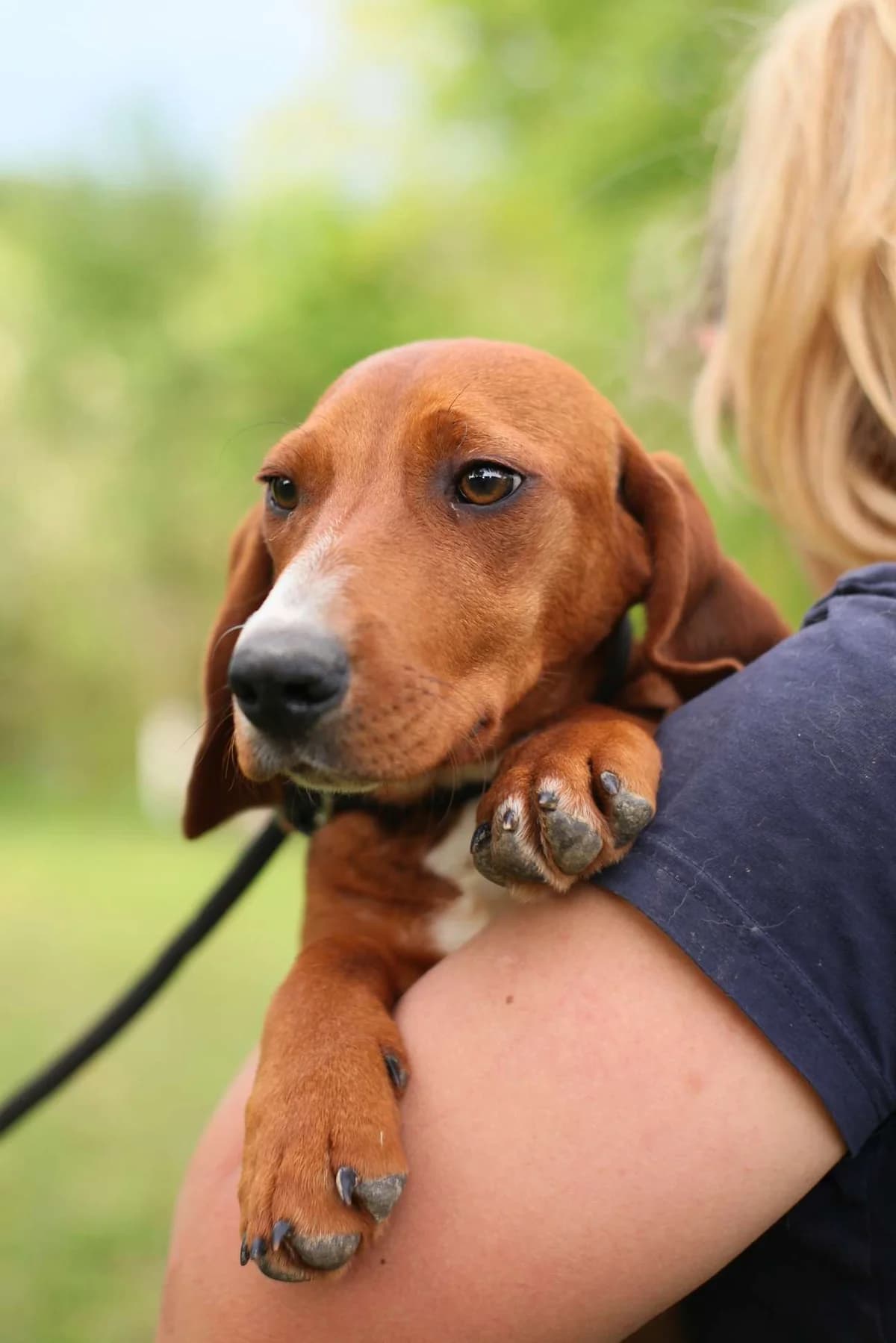 Linn ♀ 7 mnd, puppy Mixed Breed for adoption at stichting Idemo