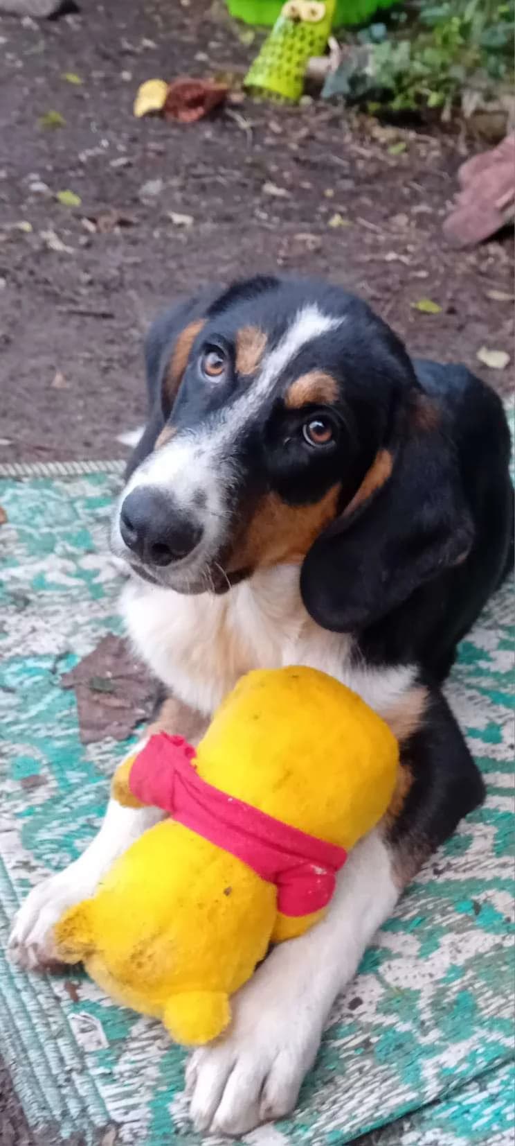 Cesar ♂ 6 mnd, Mixed Breed for adoption at stichting Idemo