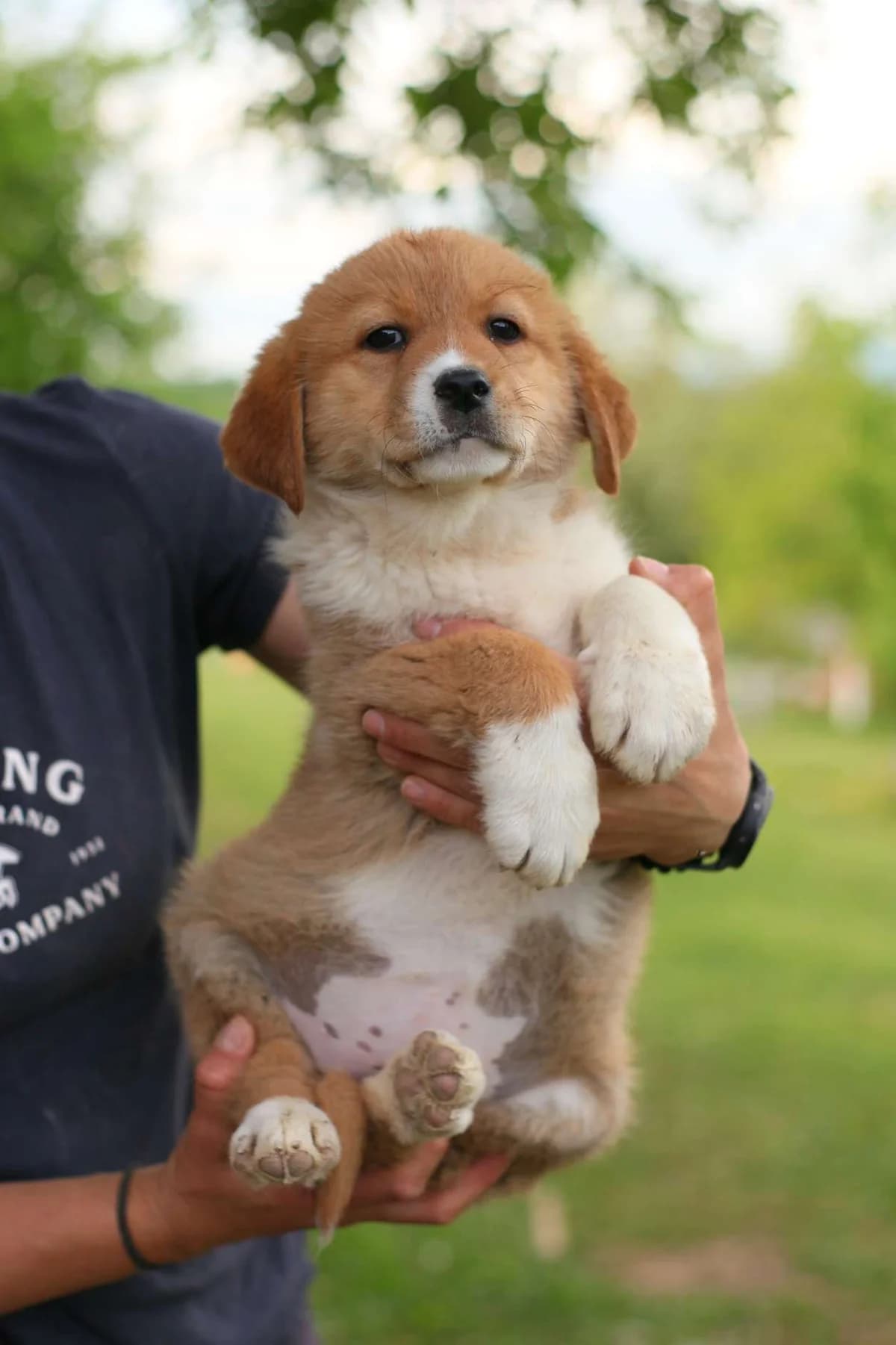 Olivia ♀ Pup, Mixed Breed for adoption at stichting Idemo