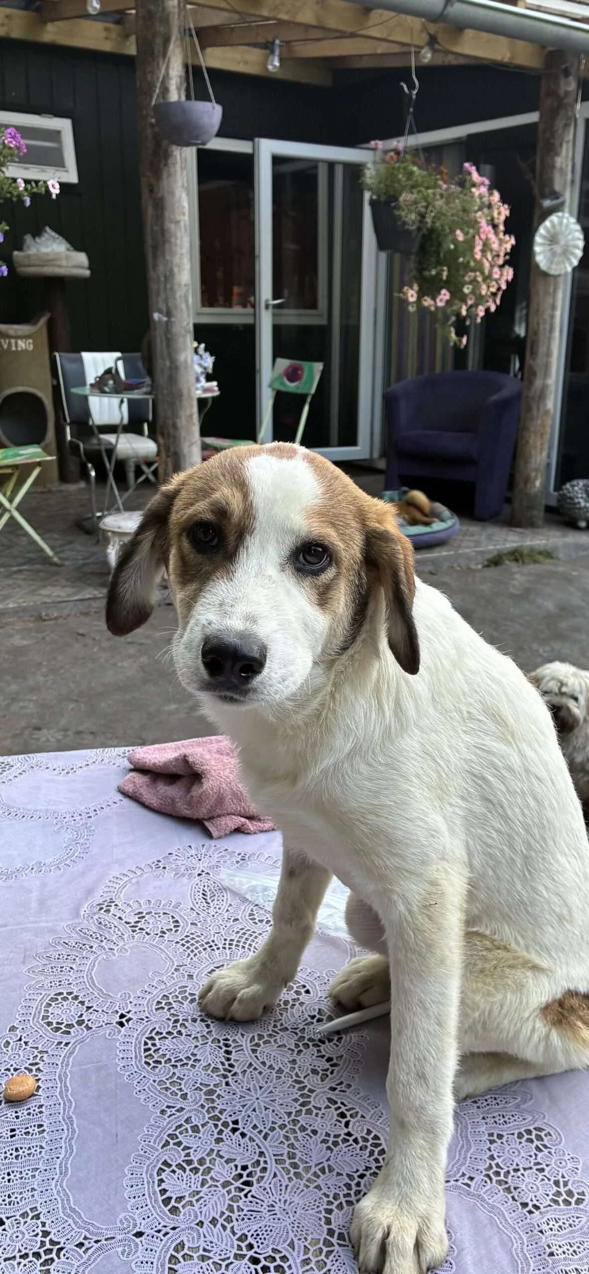 Nadine ♀ 6 mnd, Mixed Breed for adoption at stichting Idemo
