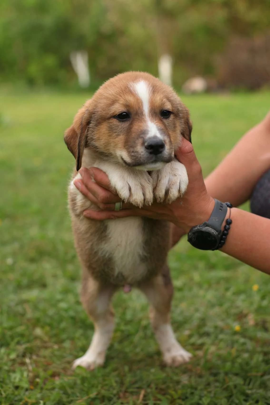 Isaac ♂ Pup, Mixed Breed for adoption at stichting Idemo