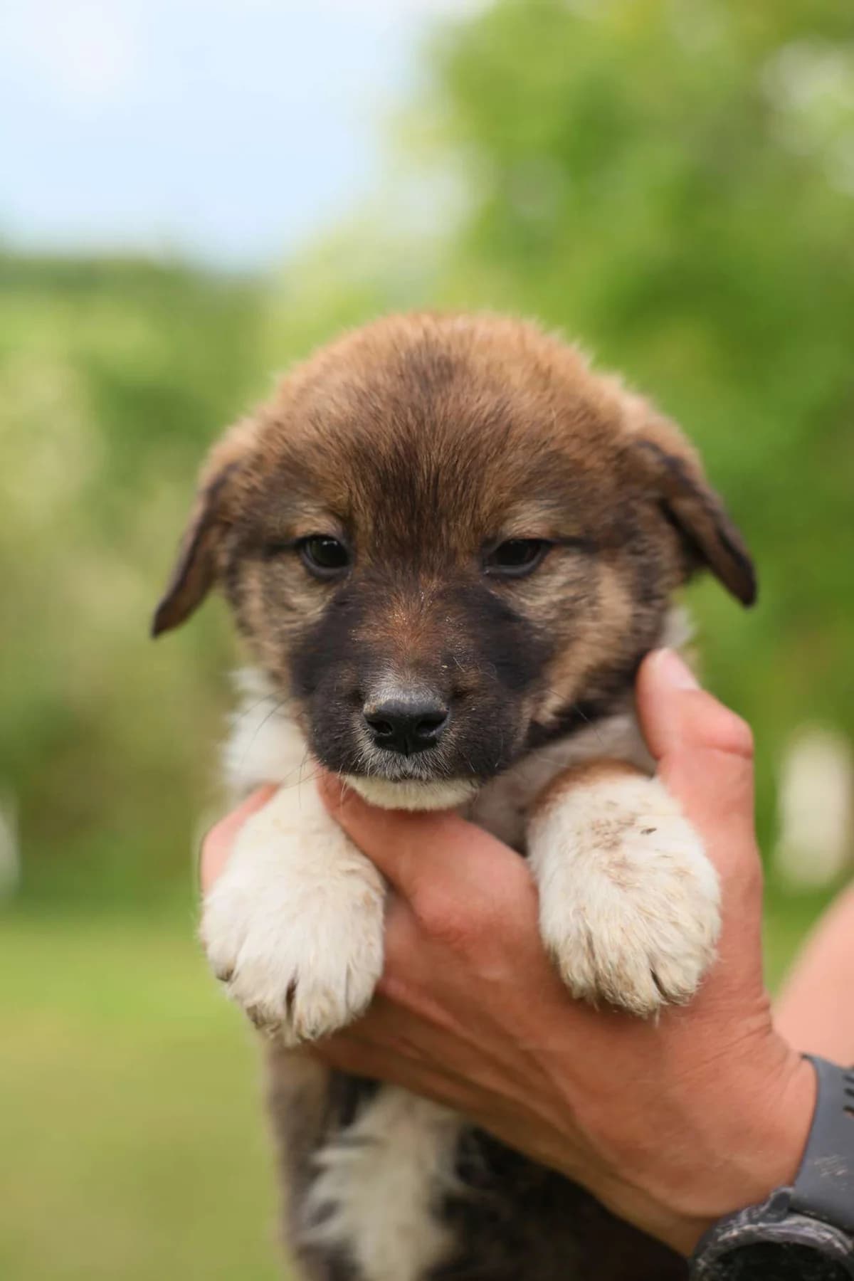 Tomas ♂ Pup, Mixed Breed for adoption at stichting Idemo