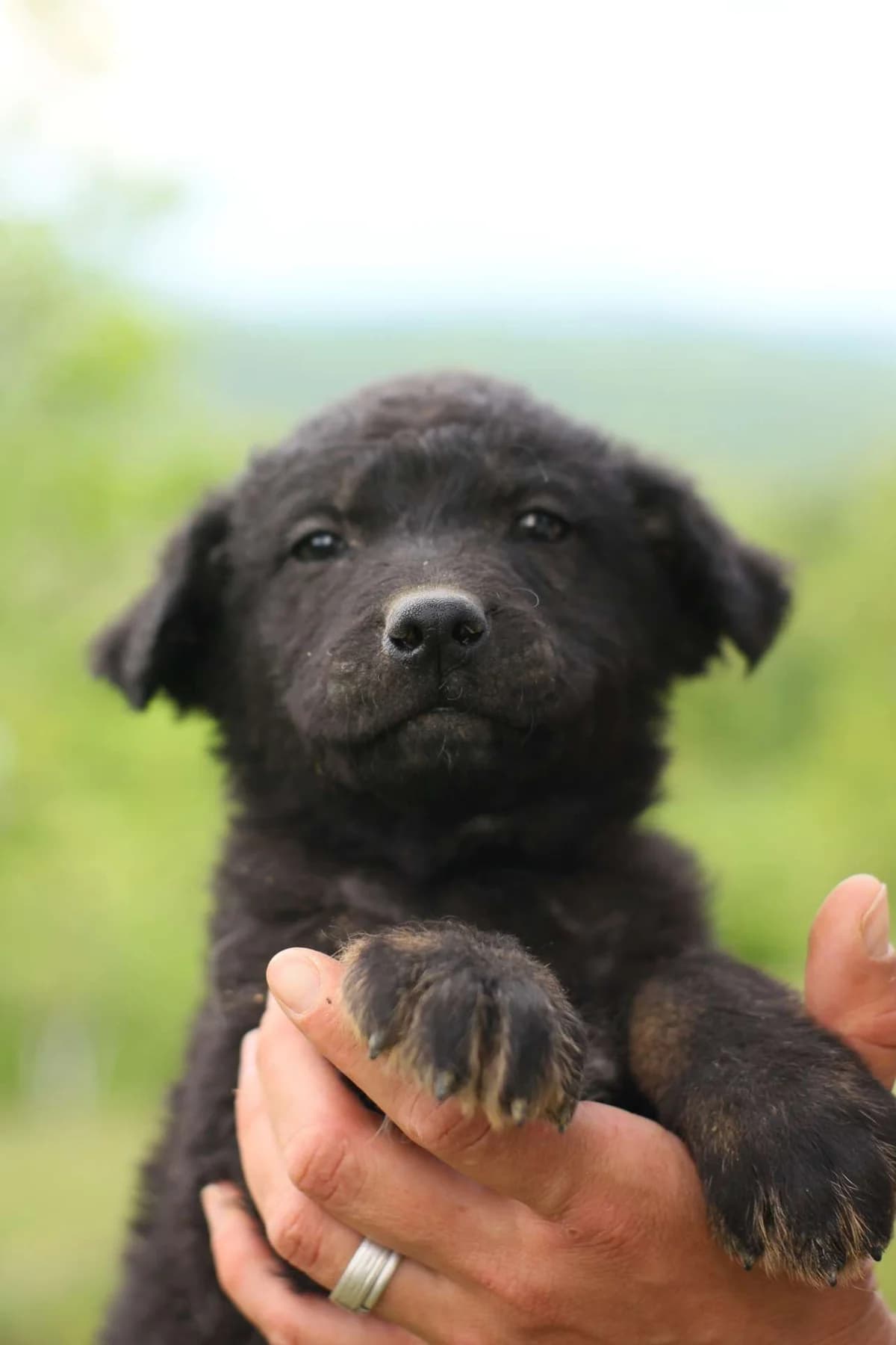 Trevor ♂ Pup, puppy Mixed Breed for adoption at stichting Idemo