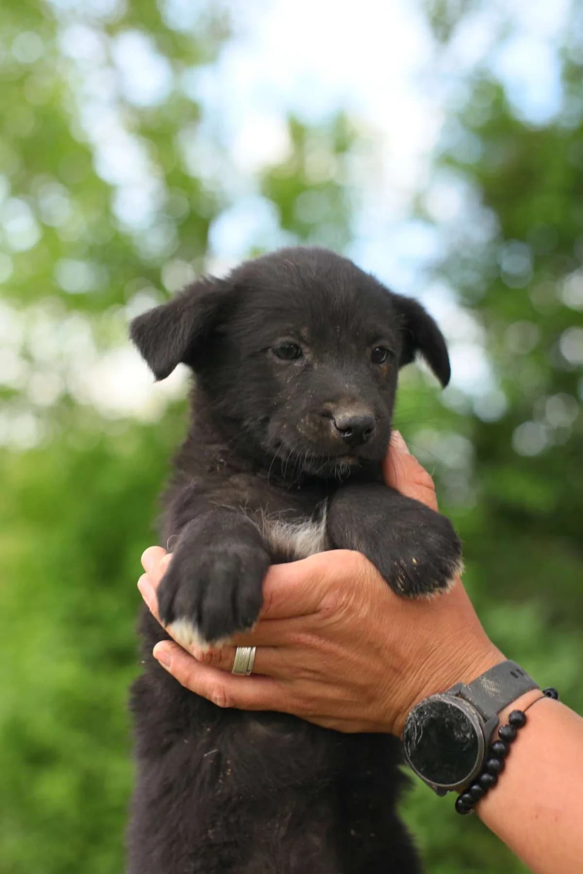 Odessa ♀ Pup, puppy Mixed Breed for adoption at stichting Idemo