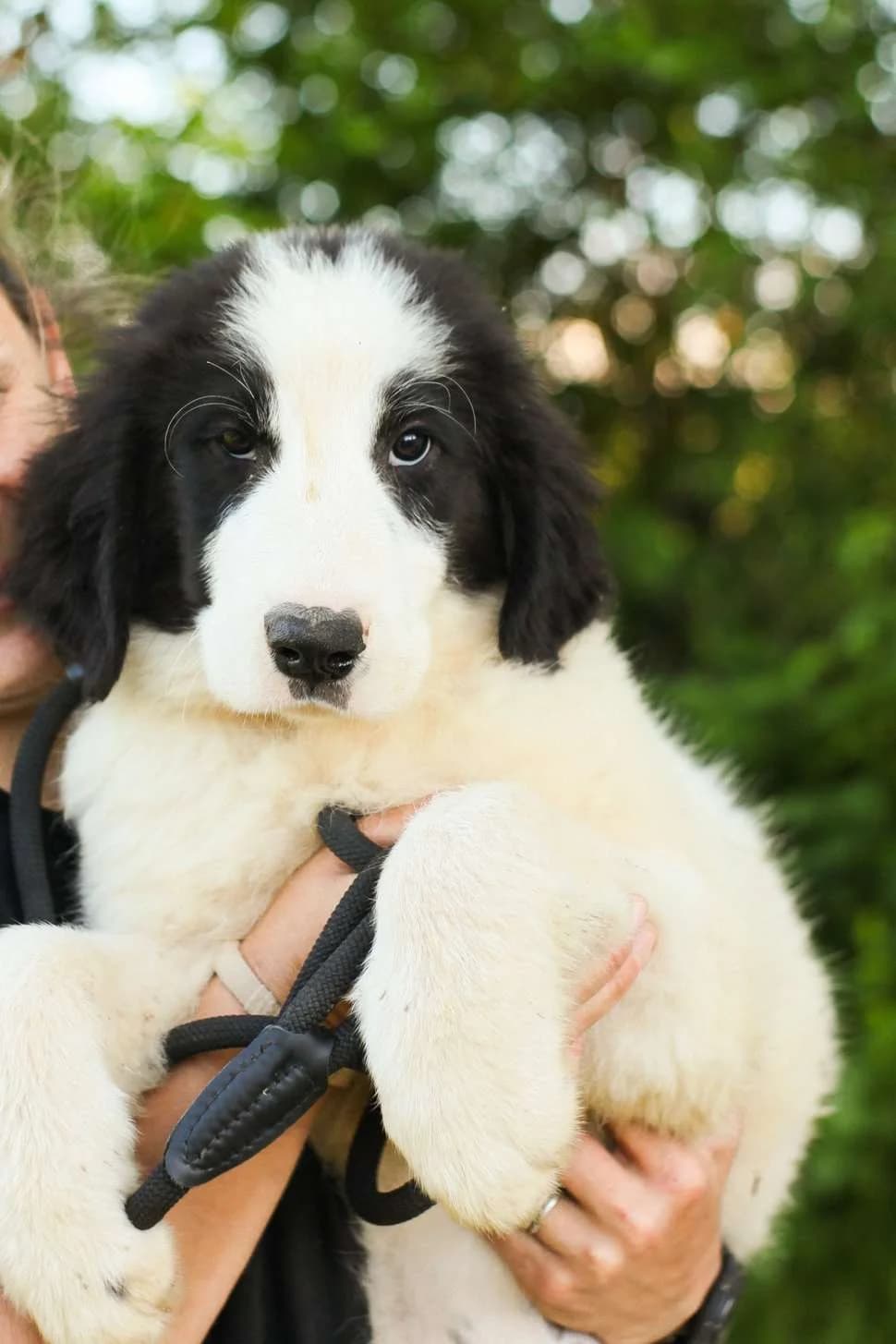 Hadley ♂ Pup, puppy Mixed Breed for adoption at stichting Idemo