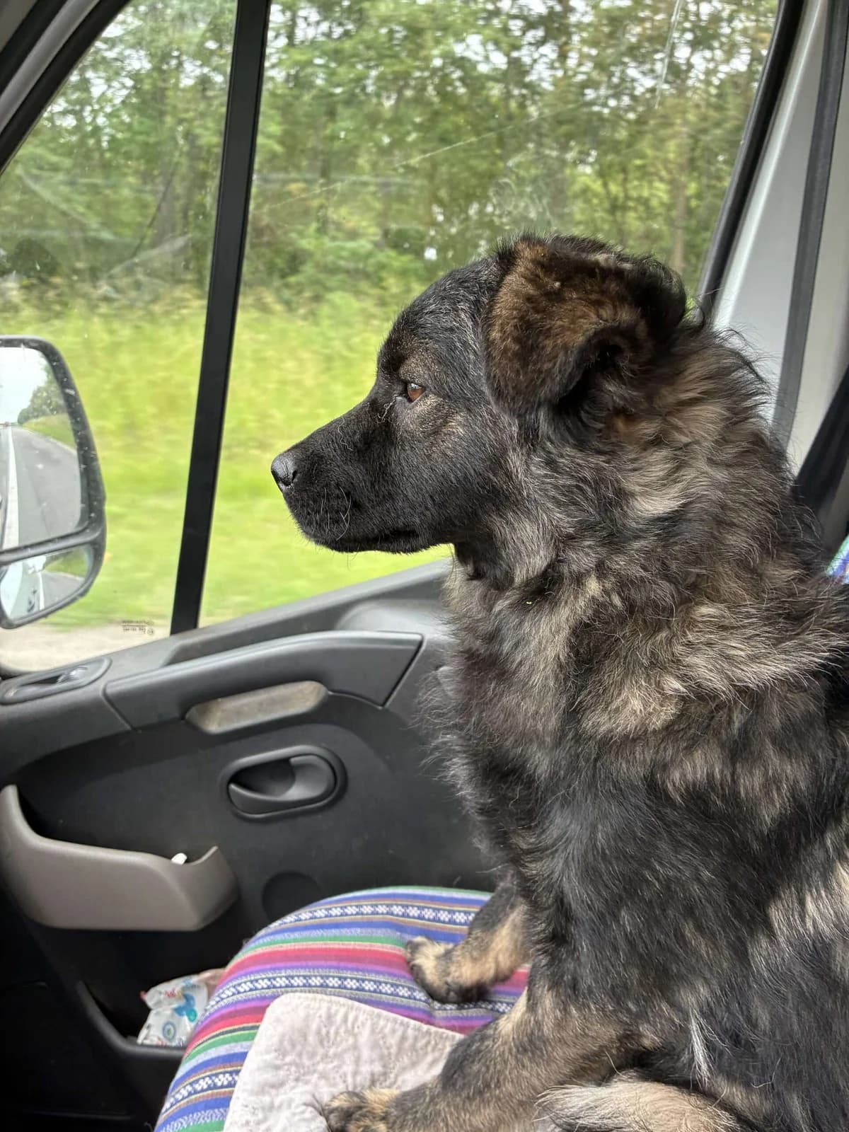 Gizmo ♂, young Mixed Breed for adoption at stichting Idemo