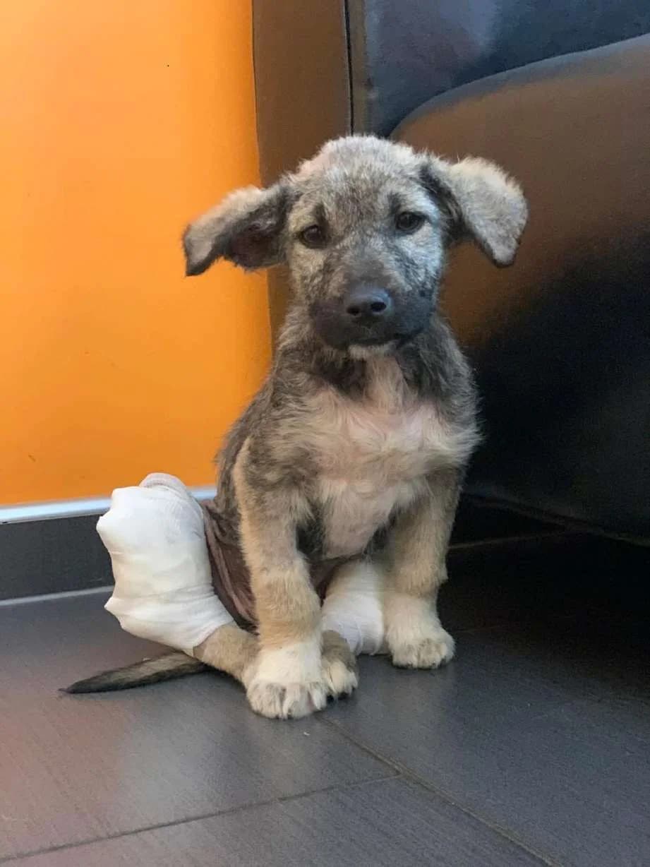 Bayra ♀ pup, puppy Mixed Breed for adoption at stichting Idemo