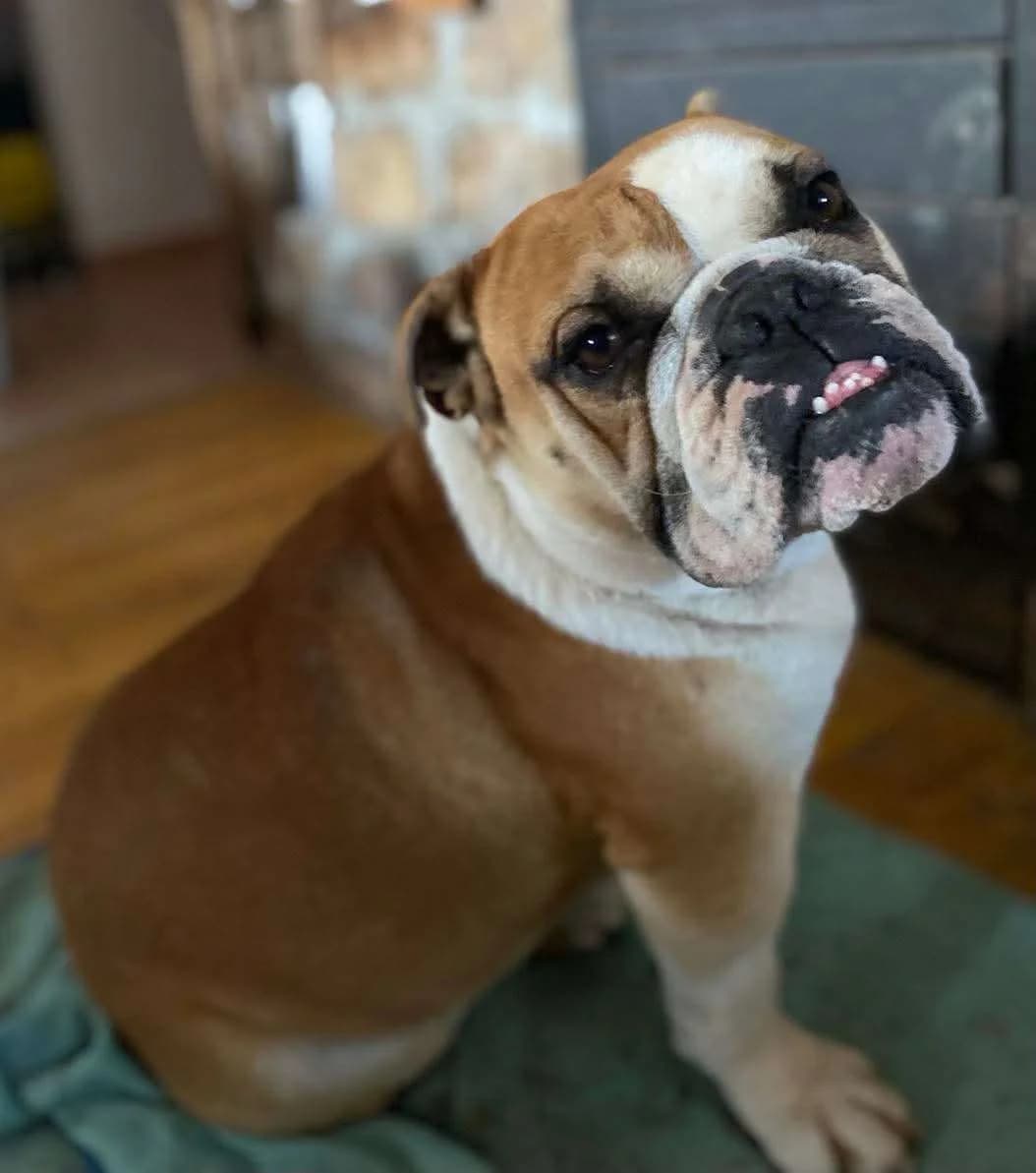 Hulk ♂ 6 jaar, 4yo Mixed Breed for adoption at stichting Idemo