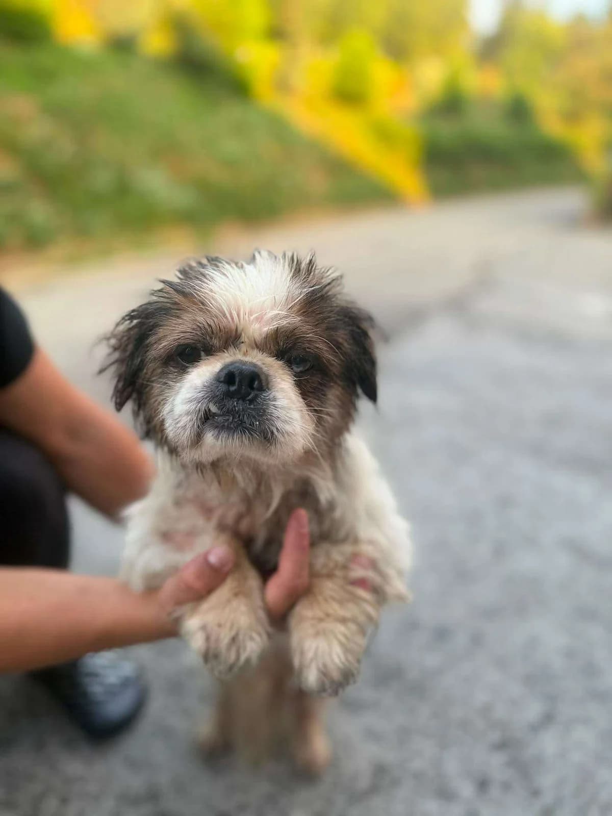 Aki ♂ 9 jaar, senior Mixed Breed for adoption at stichting Idemo