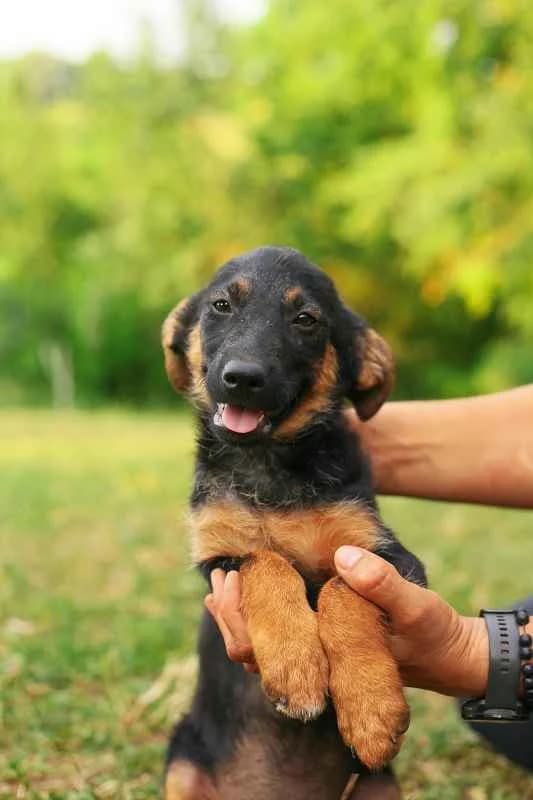 Rio ♂ pup, puppy Mixed Breed for adoption at stichting Idemo