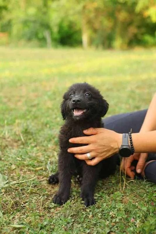 Ben ♂ pup, puppy Mixed Breed for adoption at stichting Idemo