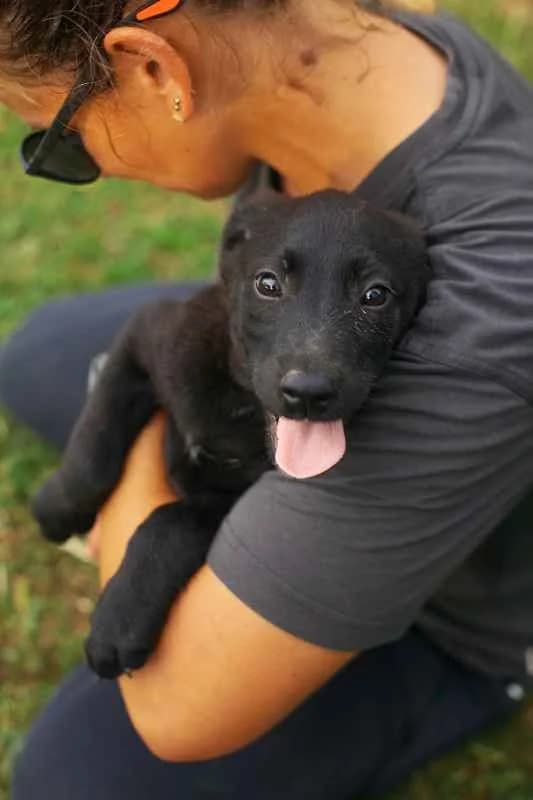 Freja♀ pup, puppy Mixed Breed for adoption at stichting Idemo