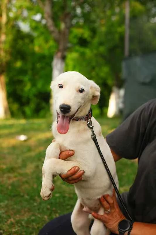 Lucky ♂ pup, male puppy Mixed Breed for adoption at stichting Idemo