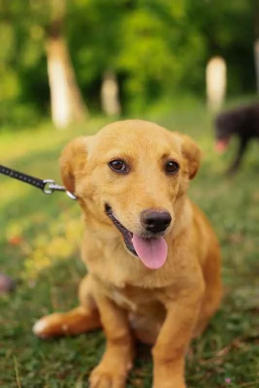 Kan ♂ pup, puppy Mixed Breed for adoption at stichting Idemo