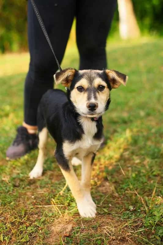 Loki ♂ pup, puppy Mixed Breed for adoption at stichting Idemo