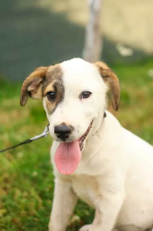 Suela ♀ pup, puppy Mixed Breed for adoption at stichting Idemo