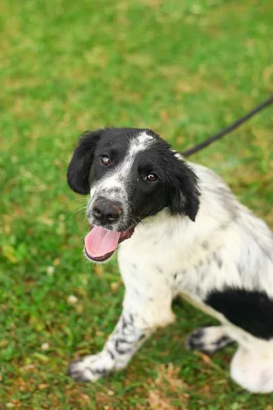Tara ♀ 7 mnd, puppy Mixed Breed for adoption at stichting Idemo