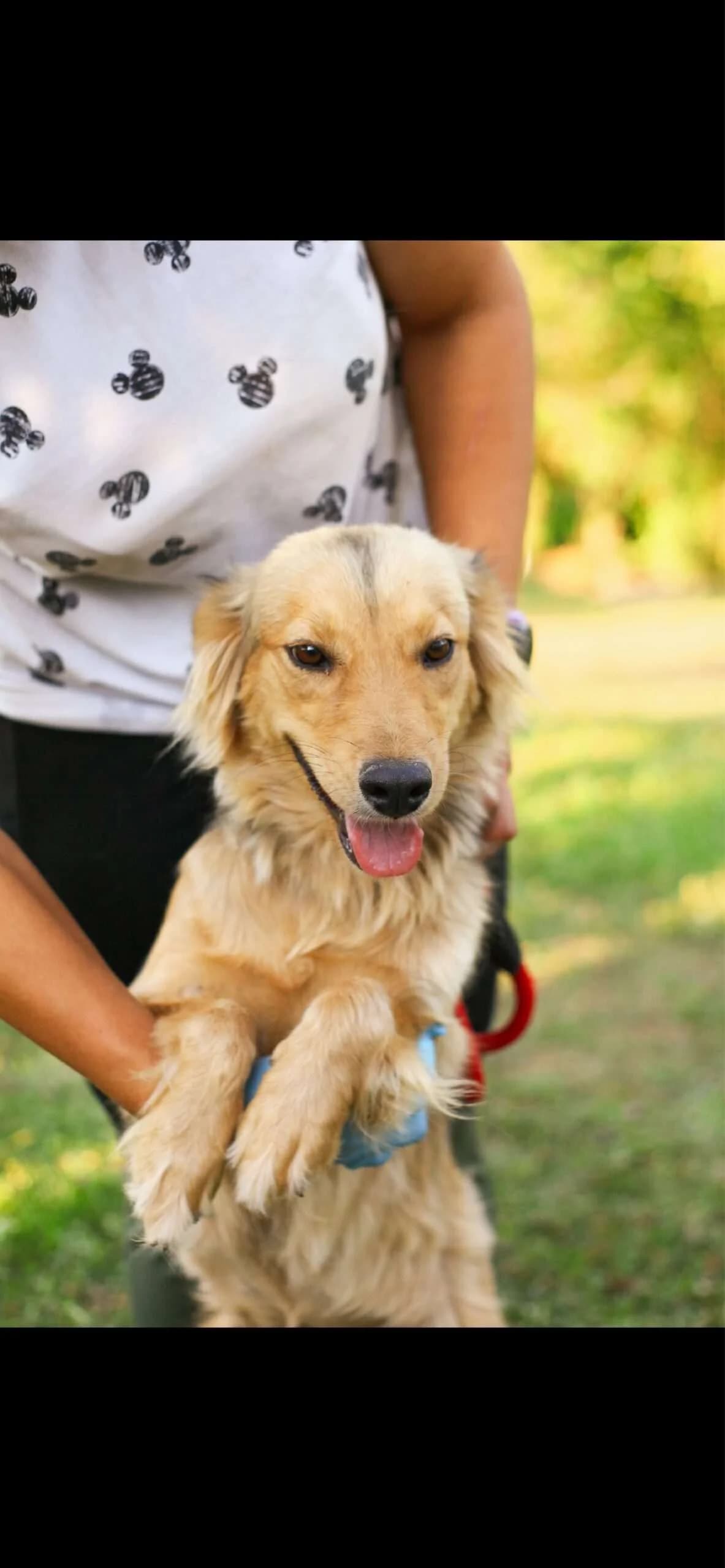 Ombra โ10 mnd, young Mixed Breed for adoption at stichting Idemo