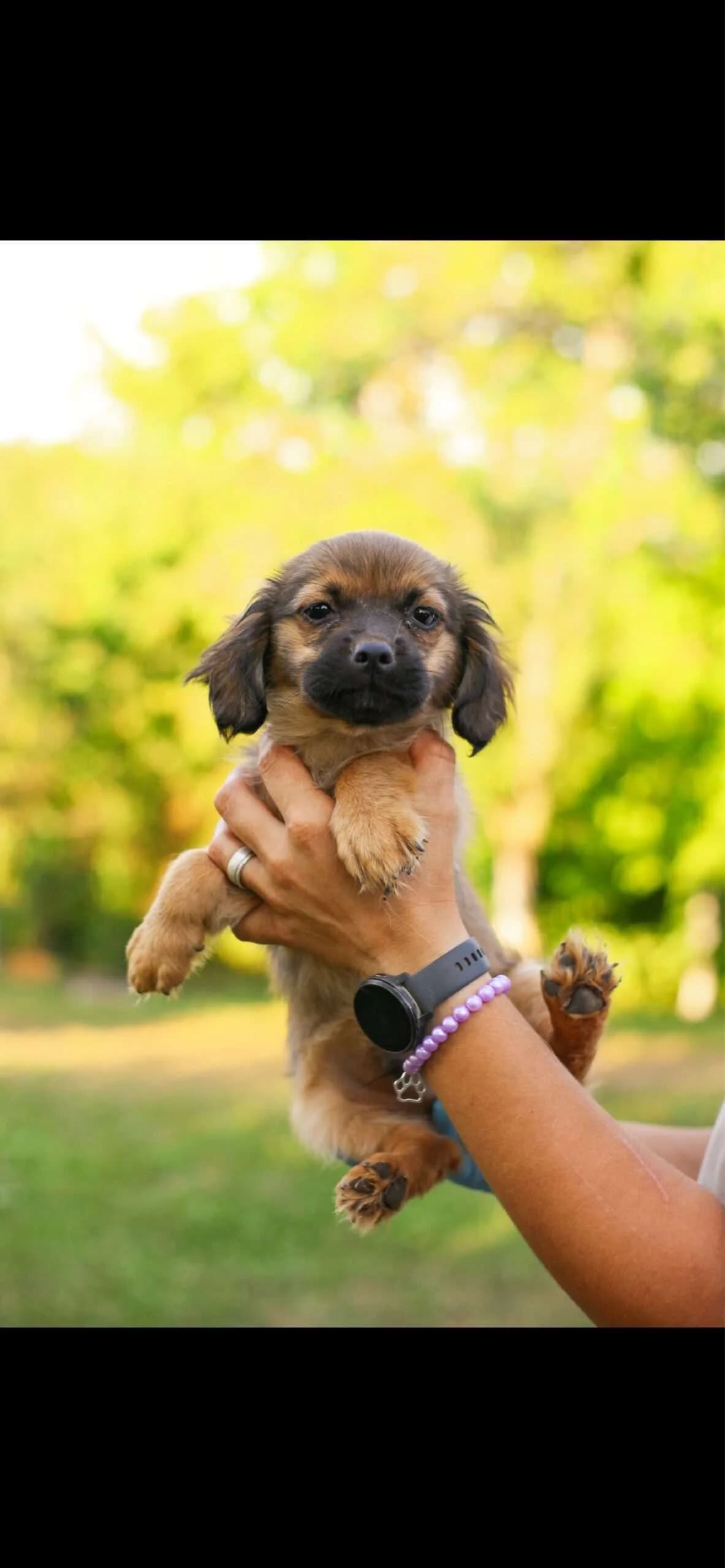 Liro โpup, puppy Mixed Breed for adoption at stichting Idemo