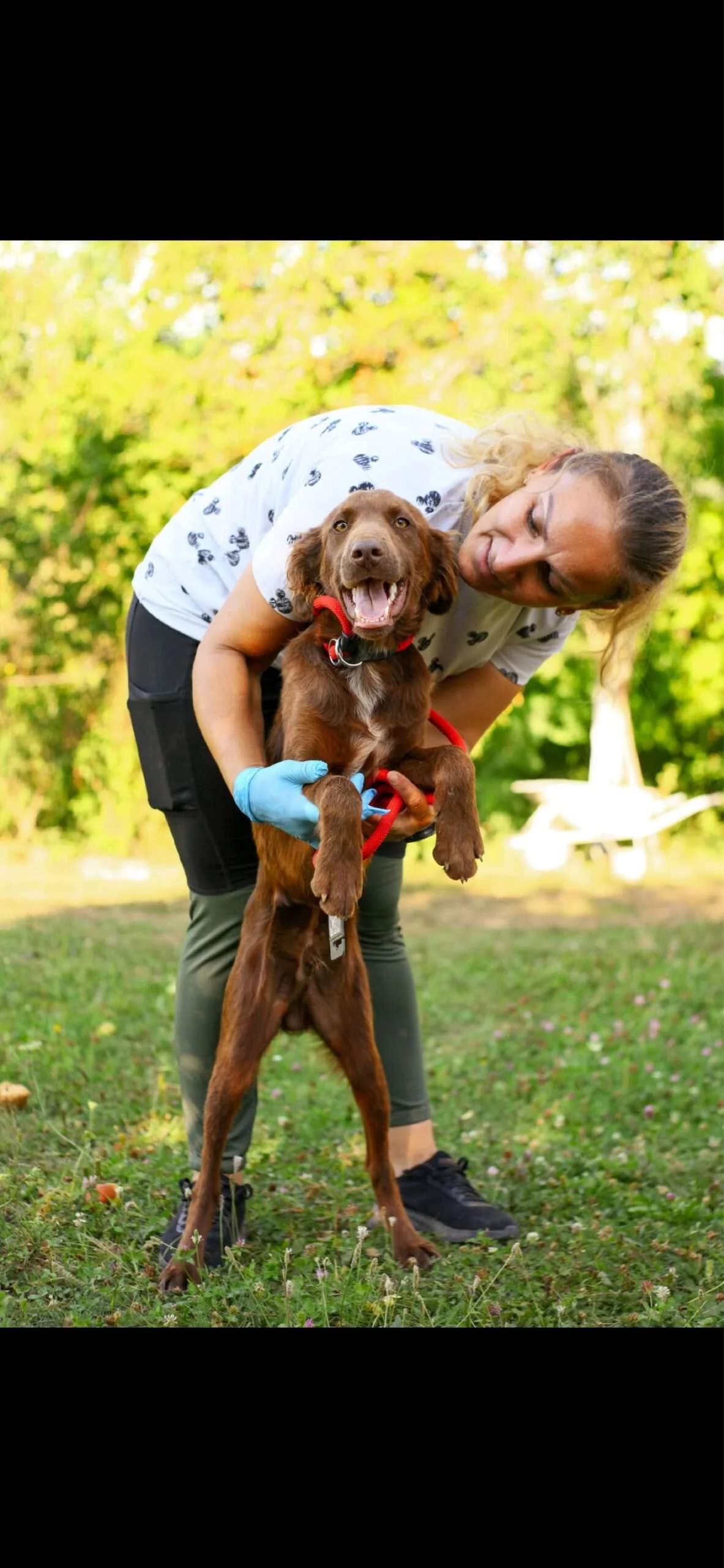 Bueno โ6 mnd, puppy Mixed Breed for adoption at stichting Idemo