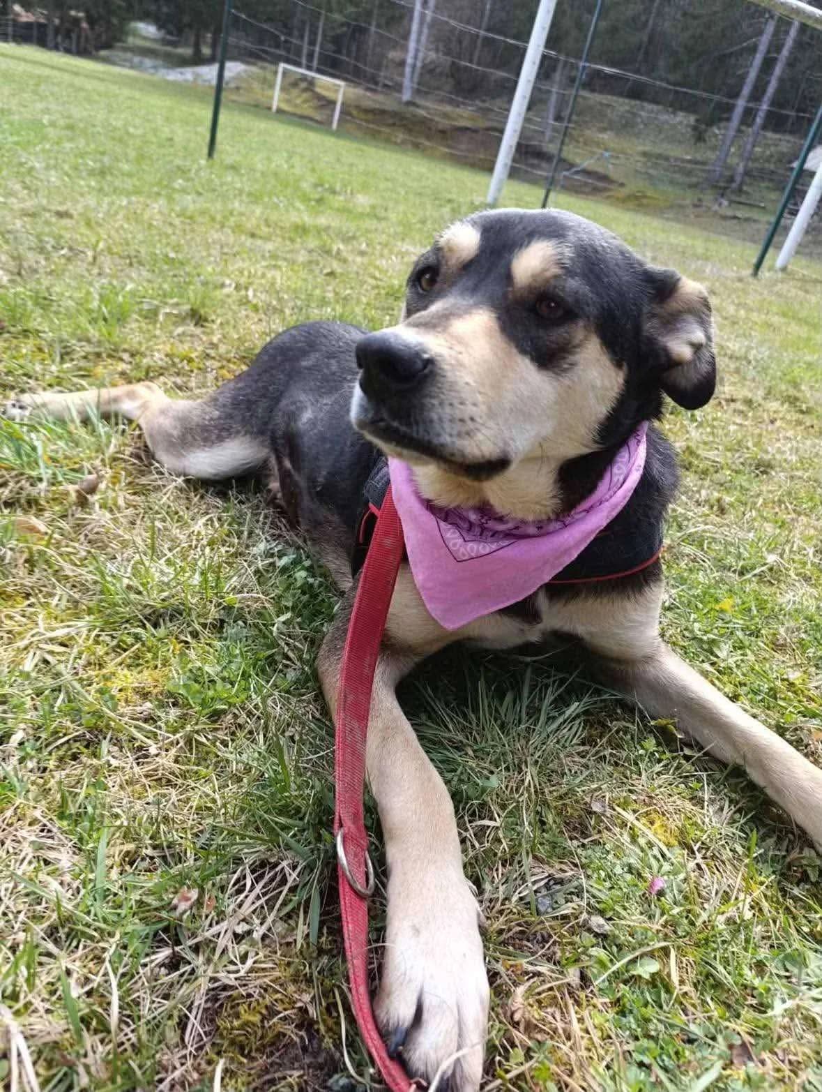 Willow โ2 jaar, Mixed Breed for adoption at stichting Idemo