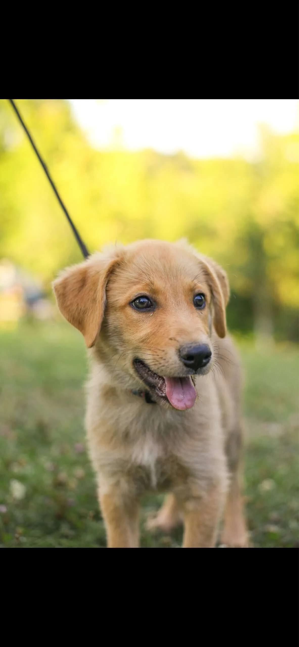Vesper โ 5 mnd, male puppy Mixed Breed for adoption at stichting Idemo
