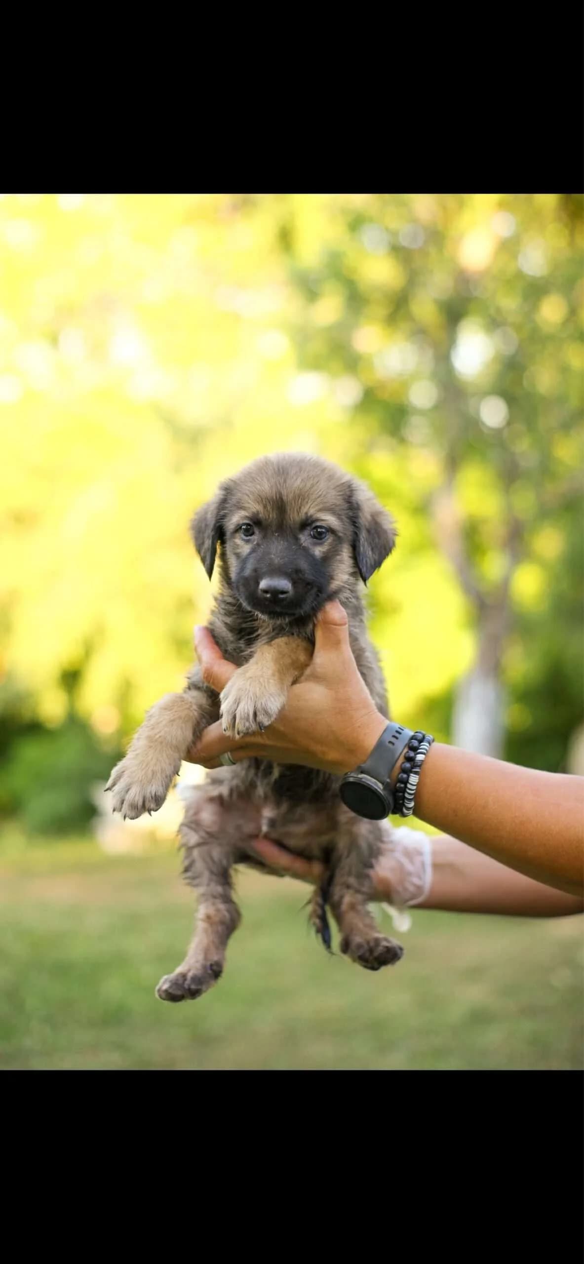 Badi โ 4 mnd, puppy Mixed Breed for adoption at stichting Idemo