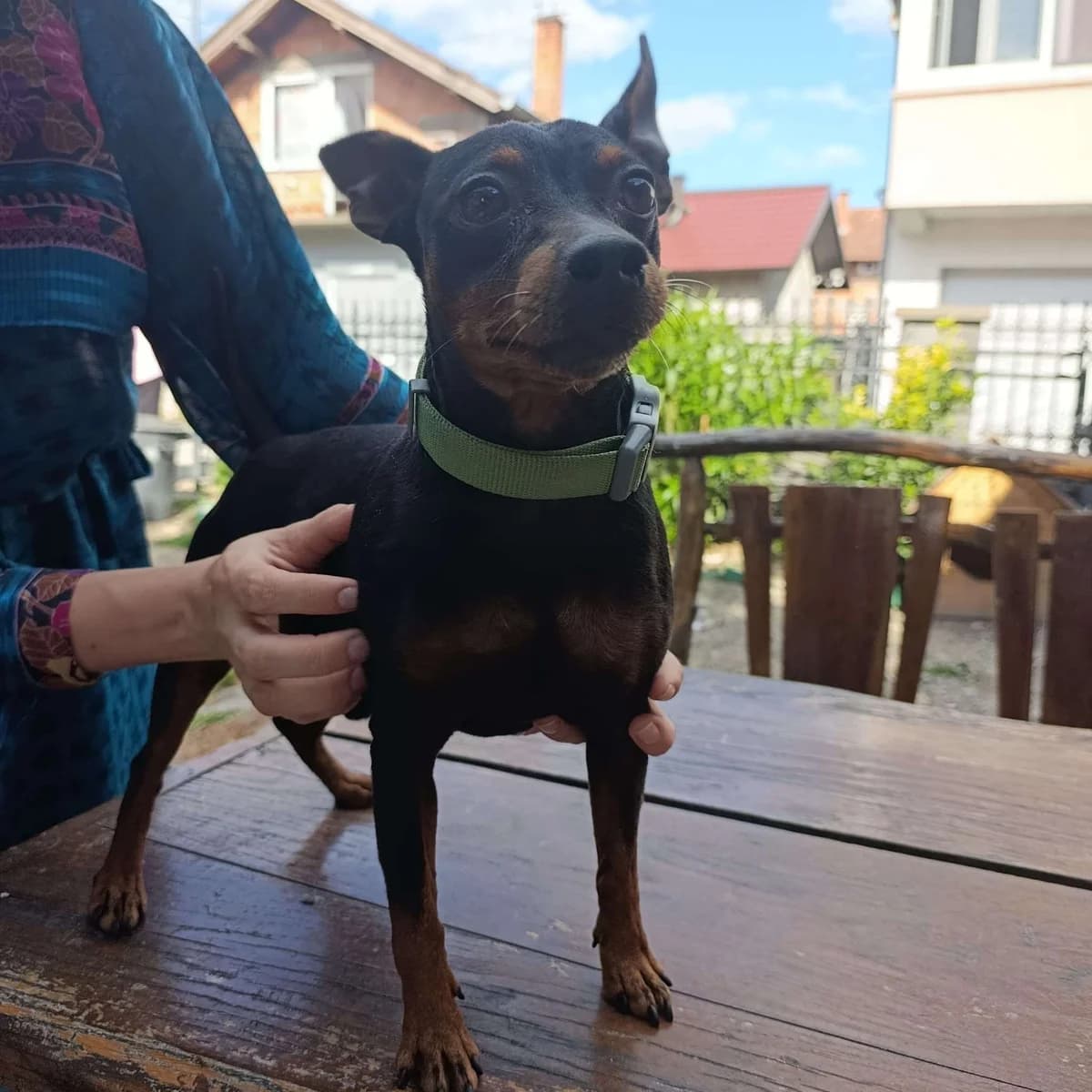 nikki โ3 jaar, 3yo Mixed Breed for adoption at stichting Idemo