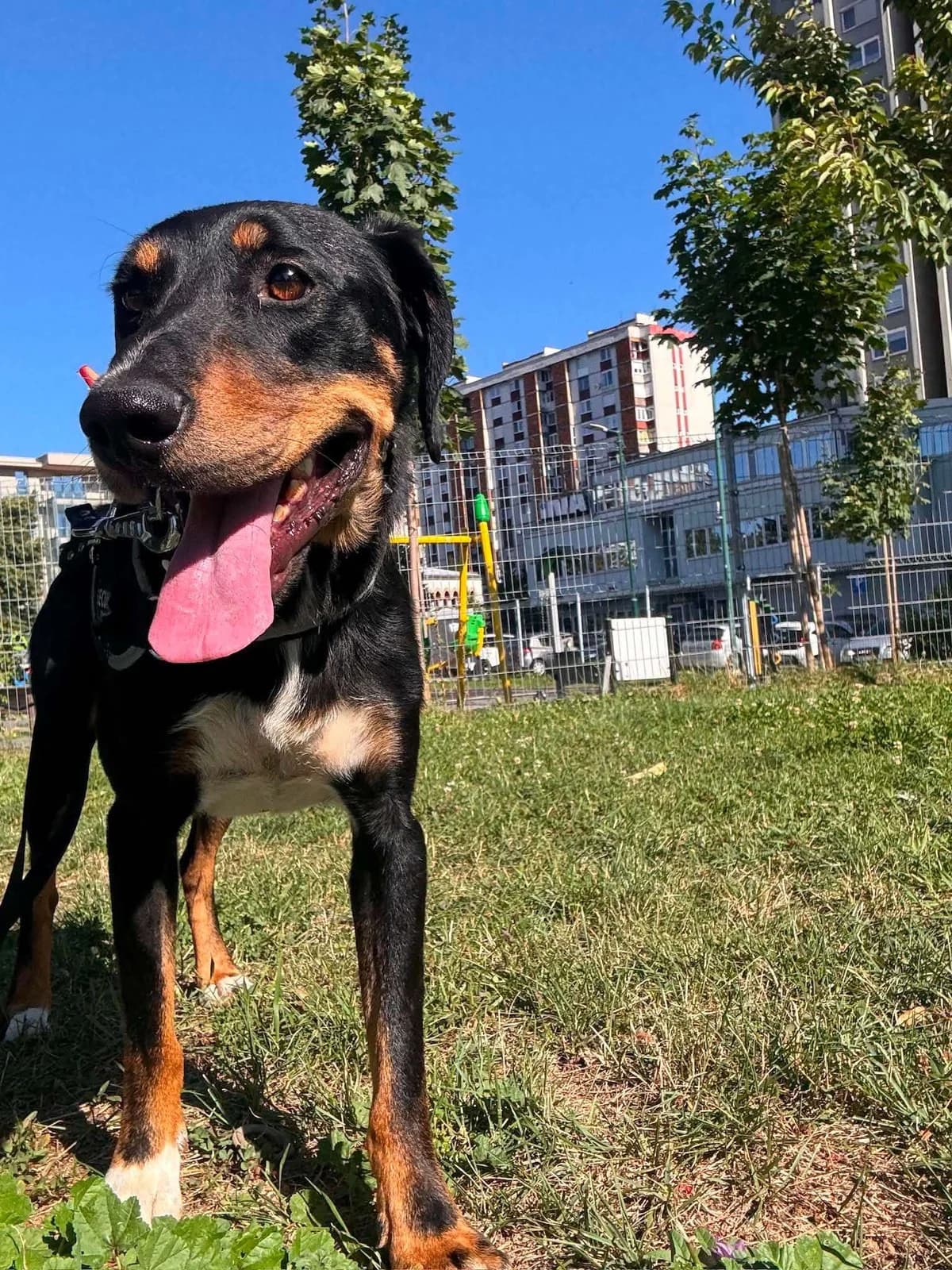 Kolt โ 4 jaar, 4yo Mixed Breed for adoption at stichting Idemo