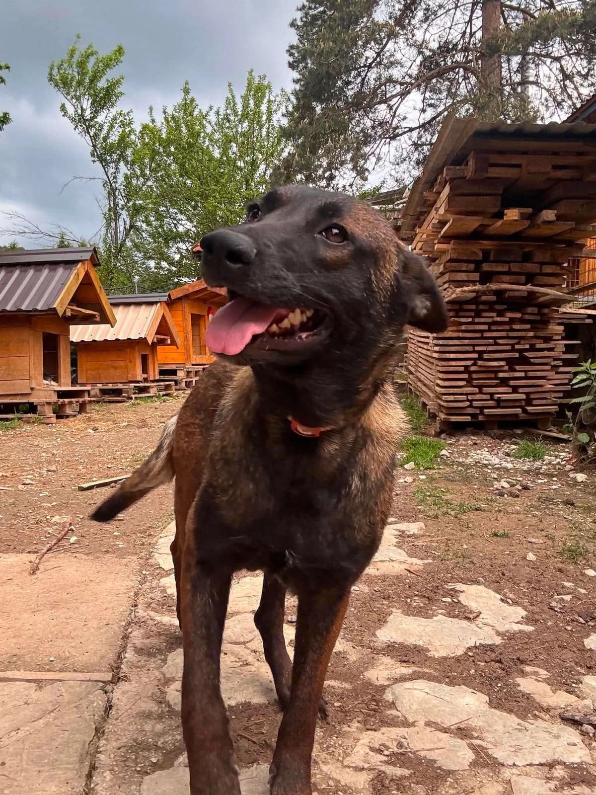 Twiggy โ 3 jaar, 3yo Mixed Breed for adoption at stichting Idemo