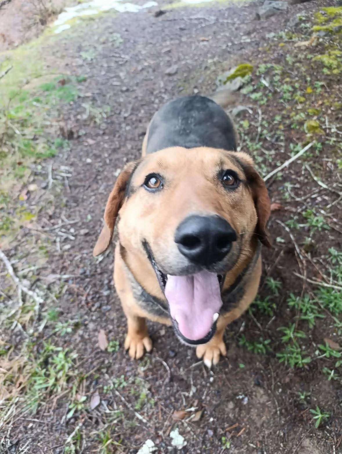 Suljo โ 3 jaar, Mixed Breed for adoption at stichting Idemo