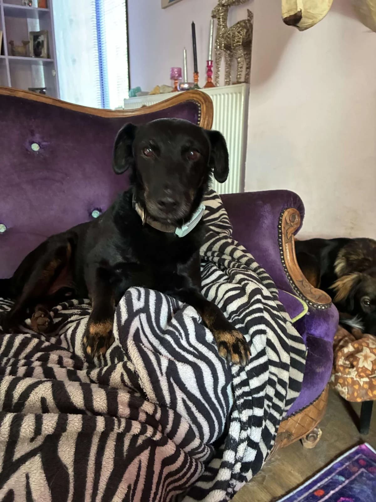 Kay ♂8 jaar, senior Mixed Breed for adoption at stichting Idemo
