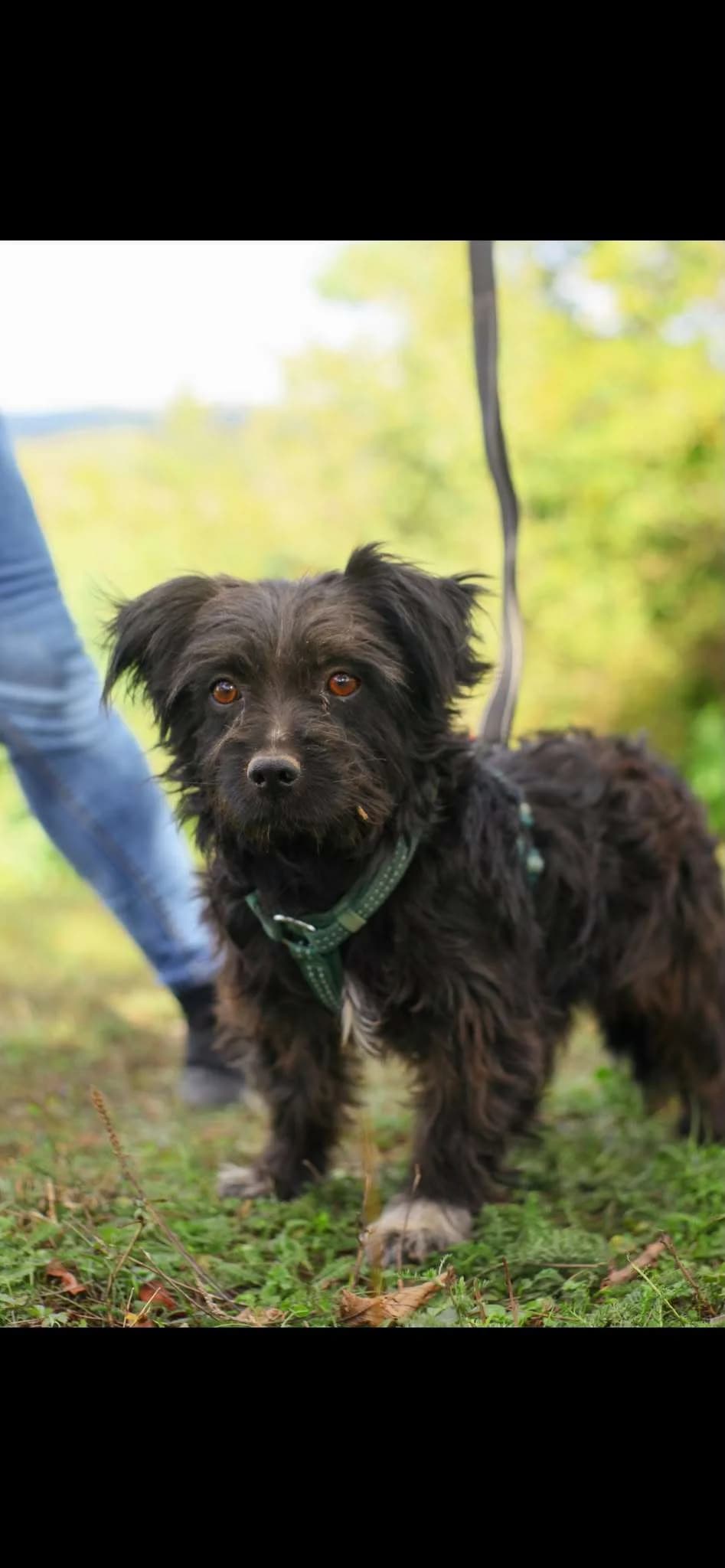 Balou 2,5 jaar, 5yo Mixed Breed for adoption at stichting Idemo