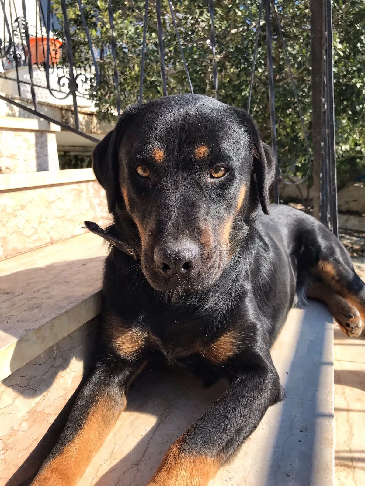 Pablo, male young Mixed Breed for adoption at Stichting Wereldhonden