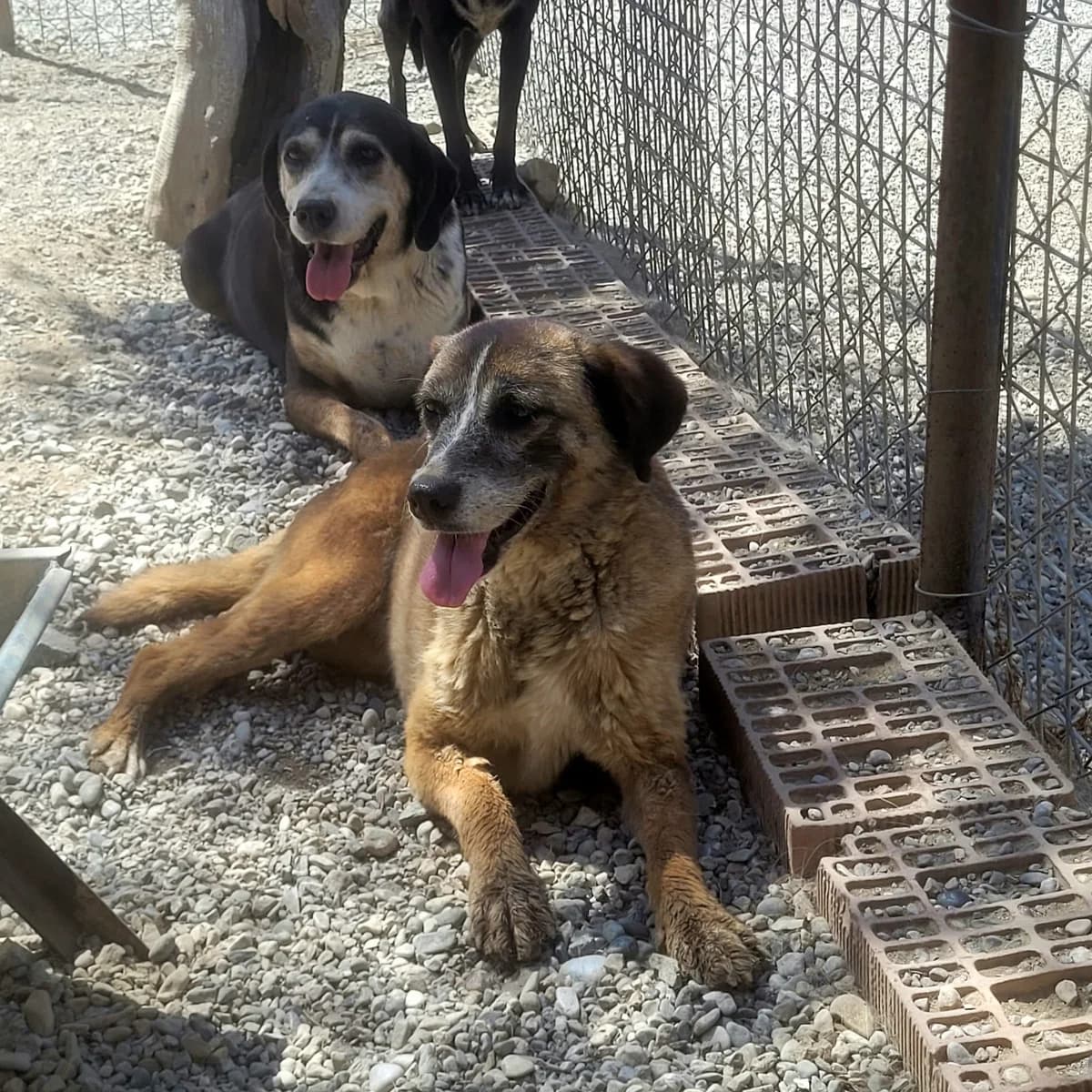 Simba, male young Mixed Breed for adoption at Stichting Wereldhonden