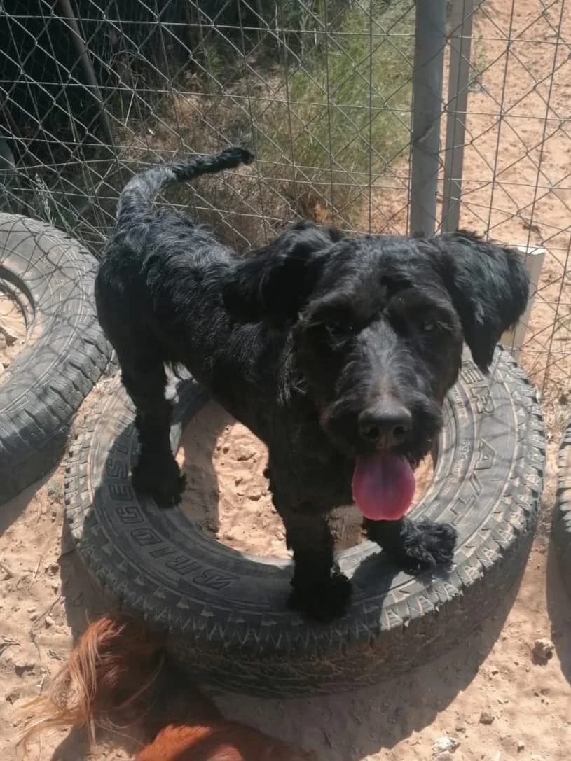 Bob, male puppy Mixed Breed for adoption at Stichting Wereldhonden