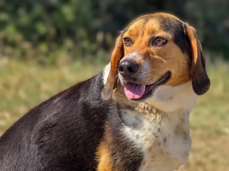 Robbie, zwart male young Mixed Breed for adoption at Stichting Wereldhonden