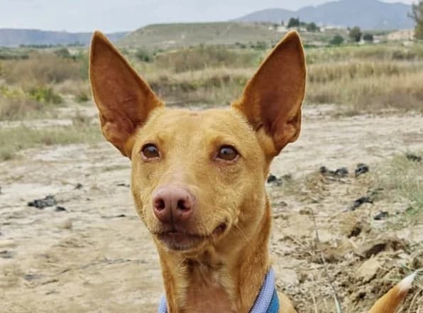 Zoë, male senior Mixed Breed for adoption at Stichting Wereldhonden