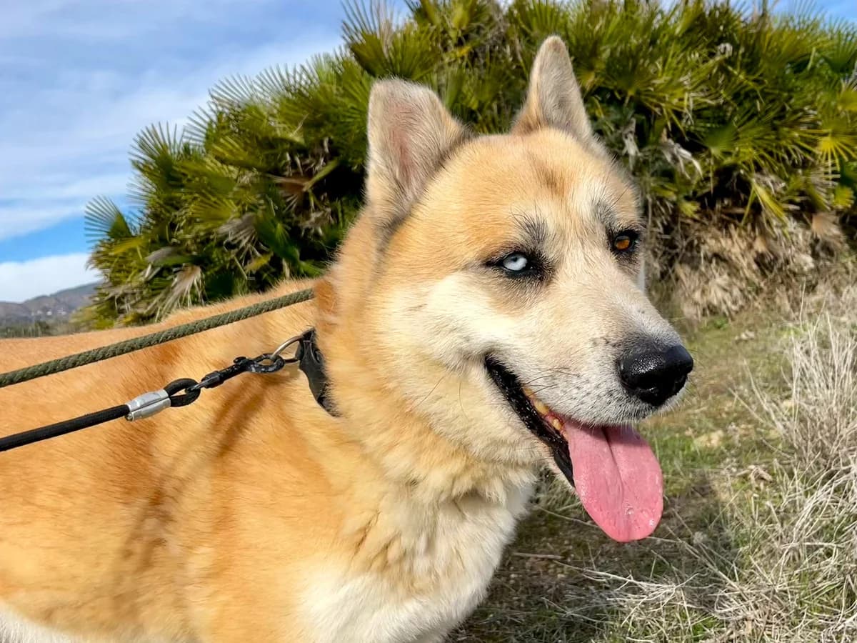 Bowie, male 4yo Mixed Breed for adoption at Stichting Wereldhonden