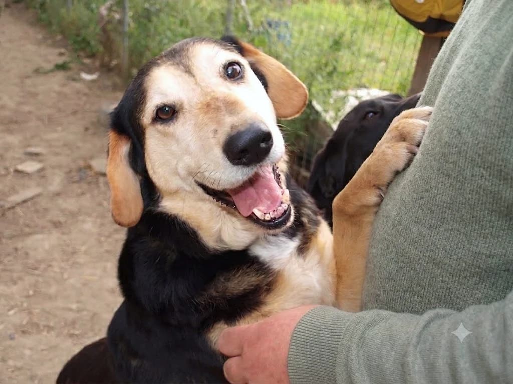 Klelia, male senior Mixed Breed for adoption at Stichting Wereldhonden