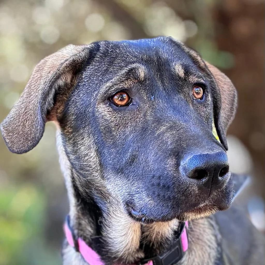 Ella, female puppy Mixed Breed for adoption at Stichting Wereldhonden