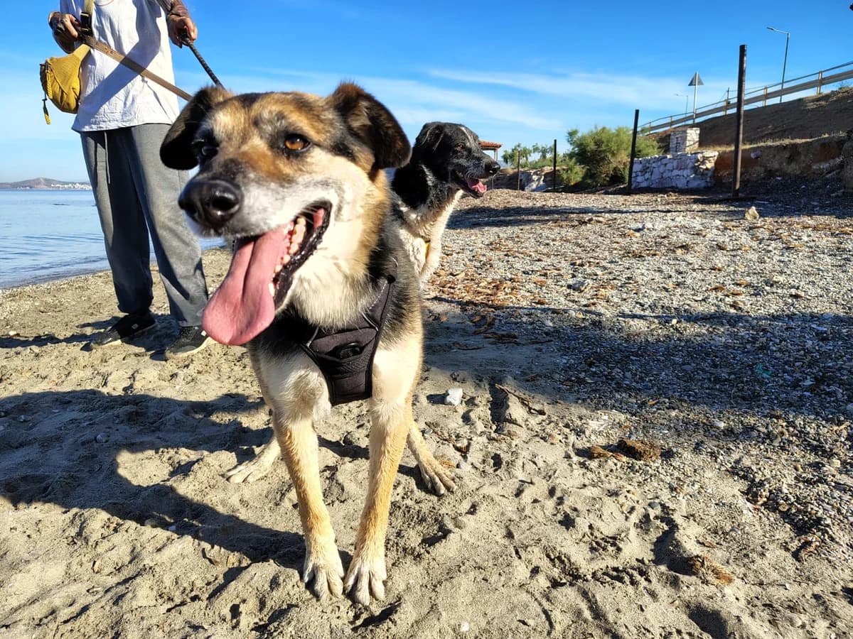 Lucky Luuk, male 7yo Mixed Breed for adoption at Stichting Wereldhonden